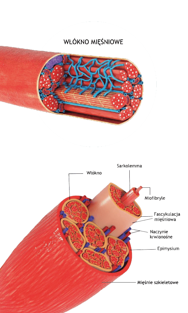 Contour sculpt rf – na czym polega zabieg?